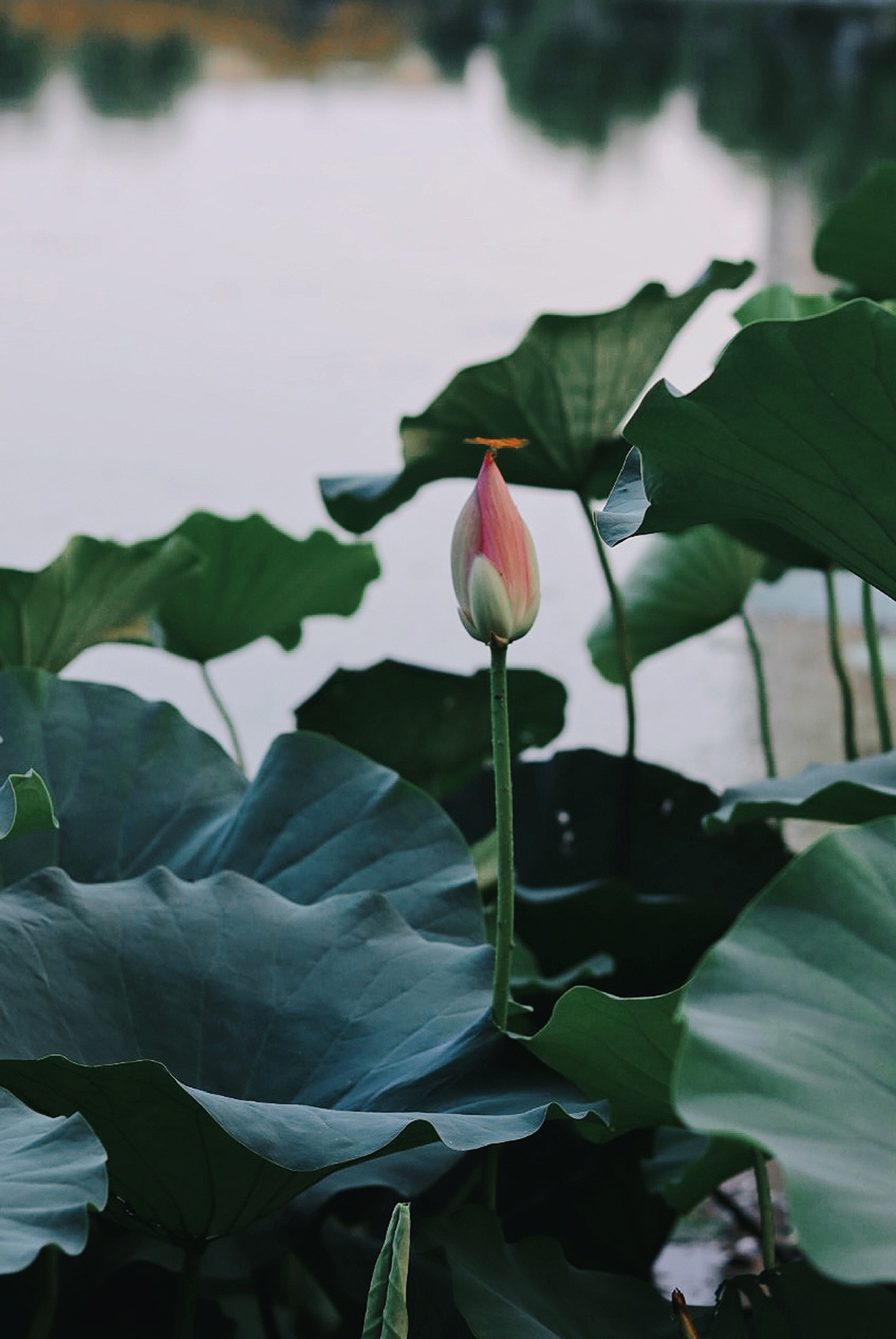 zoty��ŷ��(�й����޹�˾)�ٷ���վ